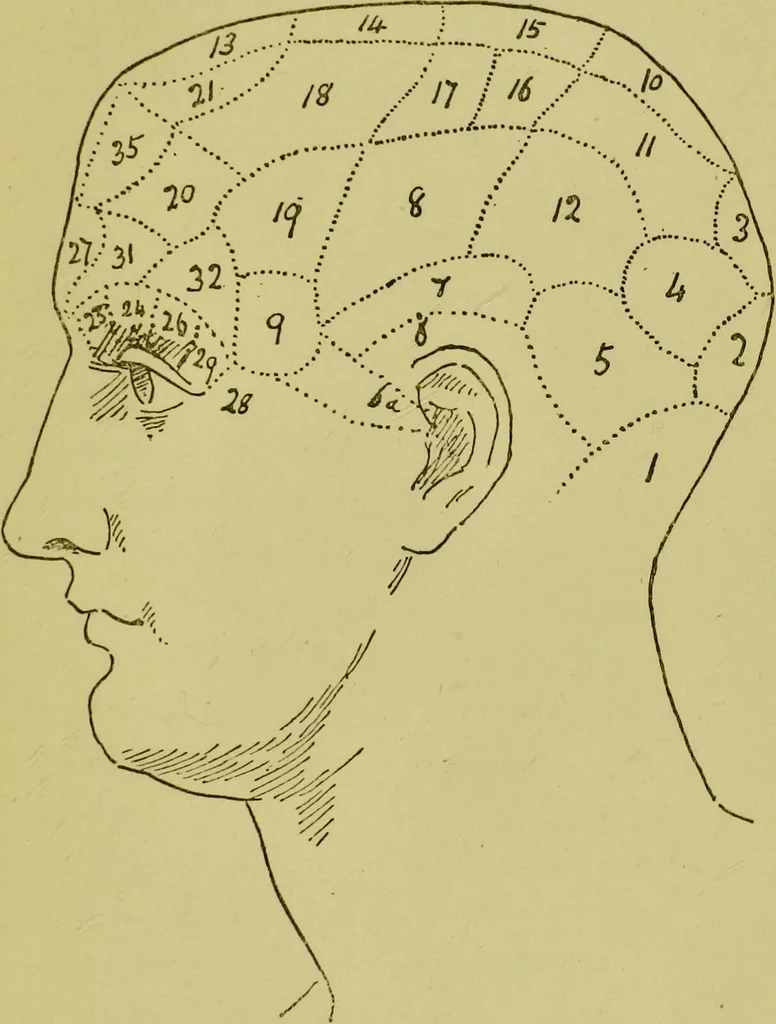 An illustration from Phrenology, or, Heads, and what they tell us / by W. Pugin Thornton., 1896, leaf 25