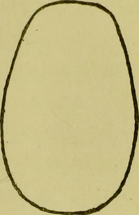 An illustration from Phrenology, or, Heads, and what they tell us / by W. Pugin Thornton., 1896, leaf 87