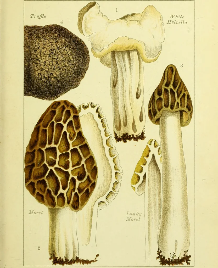 An illustration from Edible and poisonous mushrooms : what to eat and what to avoid . With eighteen coloured plates illustrating forty-eight species / [M.C. Cooke] ; published under the direction of the General Literature Committee., 1894, leaf 101