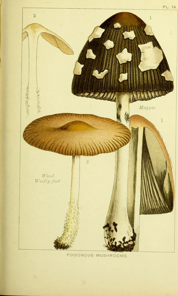 An illustration from Edible and poisonous mushrooms : what to eat and what to avoid . With eighteen coloured plates illustrating forty-eight species / [M.C. Cooke] ; published under the direction of the General Literature Committee., 1894, leaf 137