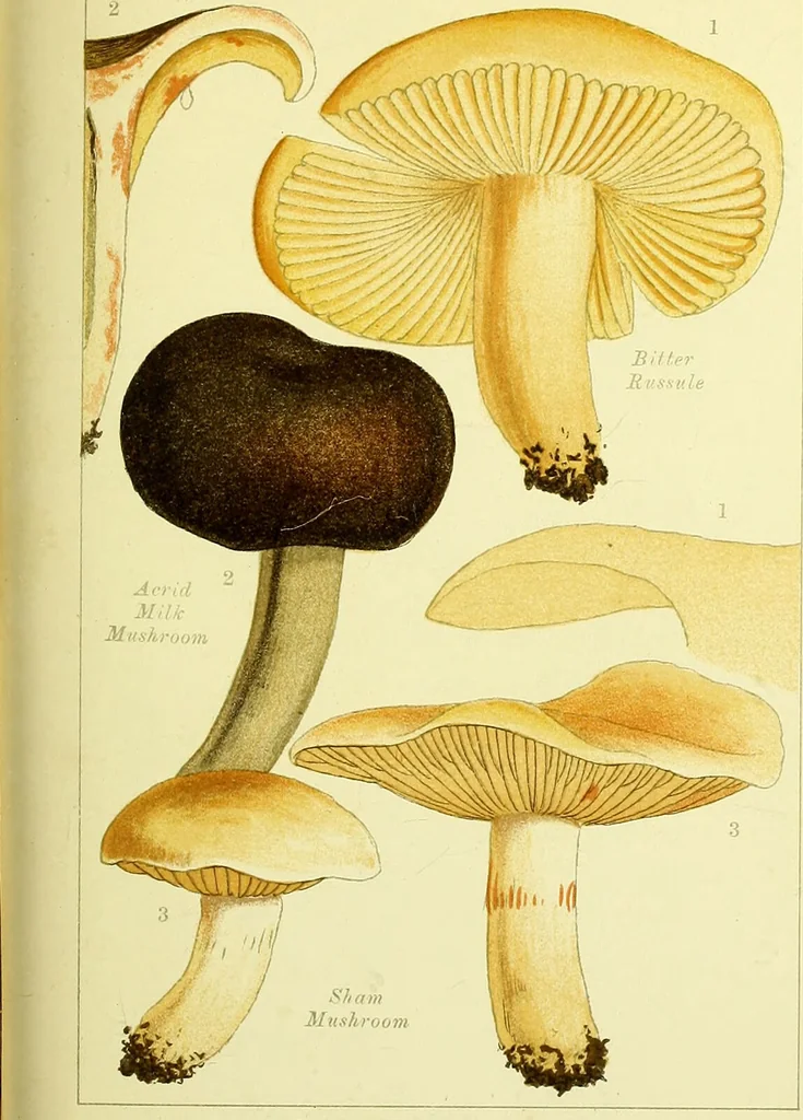 An illustration from Edible and poisonous mushrooms : what to eat and what to avoid . With eighteen coloured plates illustrating forty-eight species / [M.C. Cooke] ; published under the direction of the General Literature Committee., 1894, leaf 145
