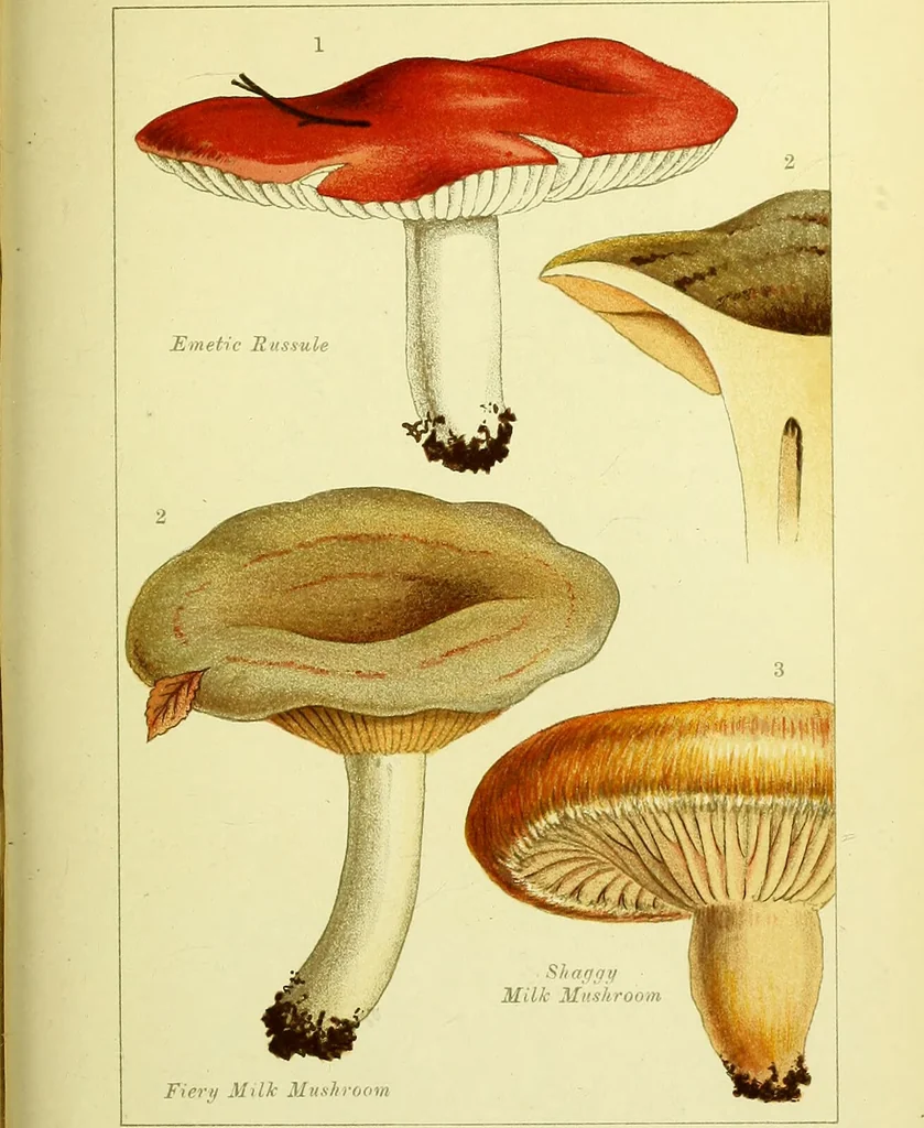 An illustration from Edible and poisonous mushrooms : what to eat and what to avoid . With eighteen coloured plates illustrating forty-eight species / [M.C. Cooke] ; published under the direction of the General Literature Committee., 1894, leaf 153