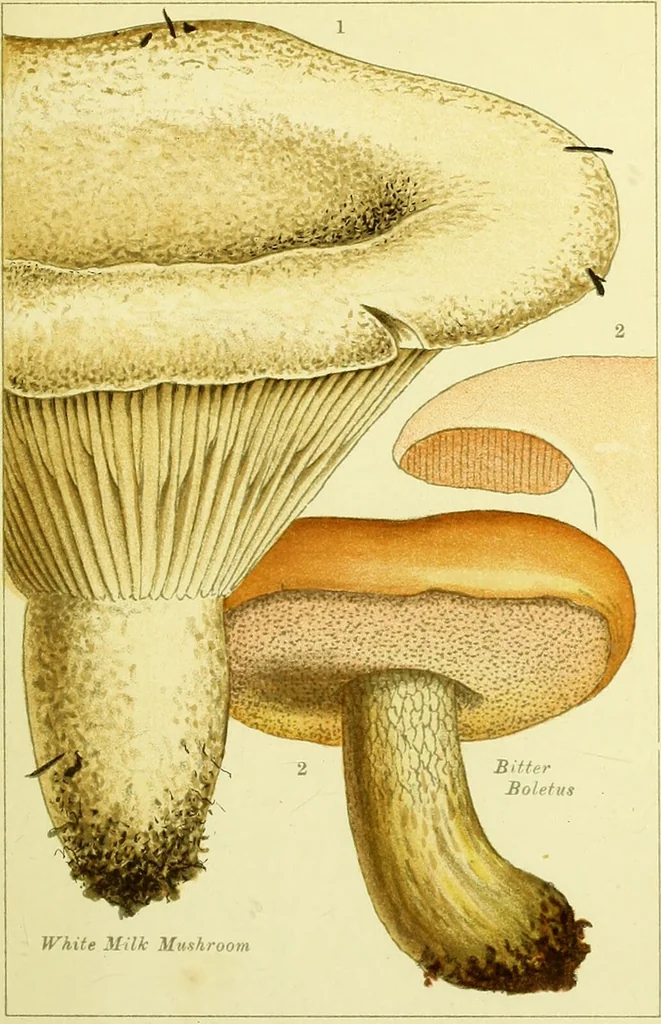 An illustration from Edible and poisonous mushrooms : what to eat and what to avoid . With eighteen coloured plates illustrating forty-eight species / [M.C. Cooke] ; published under the direction of the General Literature Committee., 1894, leaf 159