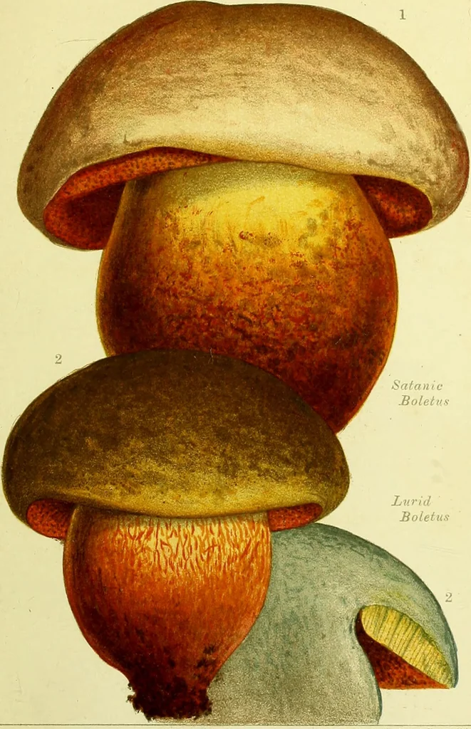 An illustration from Edible and poisonous mushrooms : what to eat and what to avoid . With eighteen coloured plates illustrating forty-eight species / [M.C. Cooke] ; published under the direction of the General Literature Committee., 1894, leaf 165