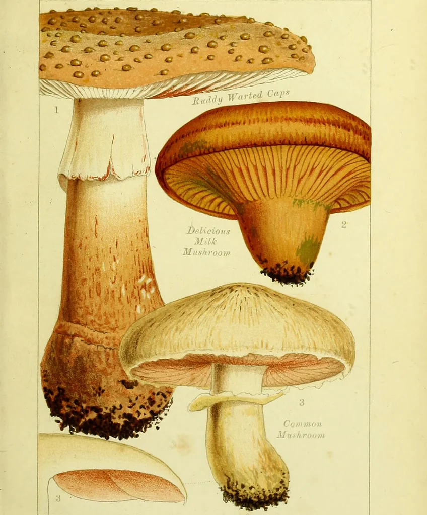 An illustration from Edible and poisonous mushrooms : what to eat and what to avoid . With eighteen coloured plates illustrating forty-eight species / [M.C. Cooke] ; published under the direction of the General Literature Committee., 1894, leaf 39
