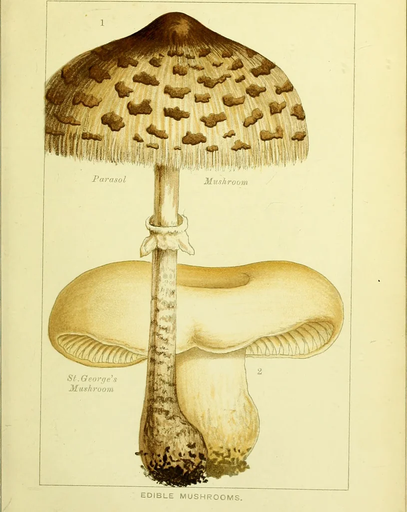 An illustration from Edible and poisonous mushrooms : what to eat and what to avoid . With eighteen coloured plates illustrating forty-eight species / [M.C. Cooke] ; published under the direction of the General Literature Committee., 1894, leaf 45