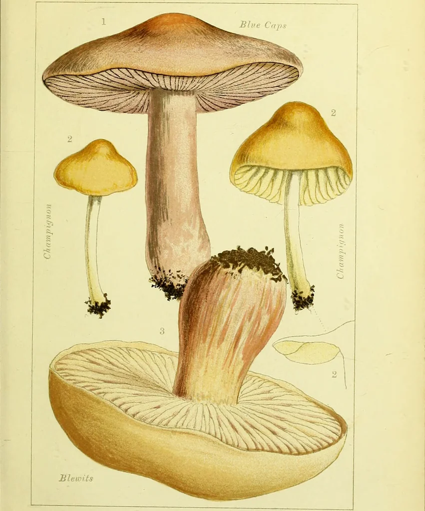 An illustration from Edible and poisonous mushrooms : what to eat and what to avoid . With eighteen coloured plates illustrating forty-eight species / [M.C. Cooke] ; published under the direction of the General Literature Committee., 1894, leaf 53