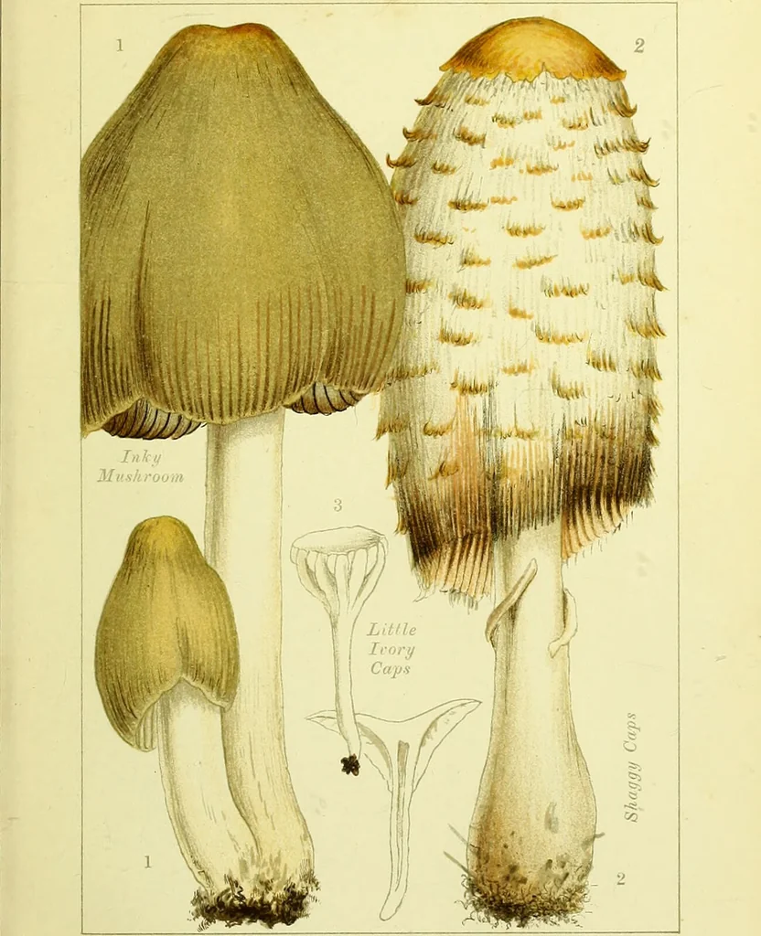 An illustration from Edible and poisonous mushrooms : what to eat and what to avoid . With eighteen coloured plates illustrating forty-eight species / [M.C. Cooke] ; published under the direction of the General Literature Committee., 1894, leaf 75