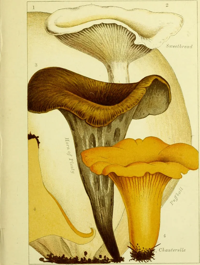 An illustration from Edible and poisonous mushrooms : what to eat and what to avoid . With eighteen coloured plates illustrating forty-eight species / [M.C. Cooke] ; published under the direction of the General Literature Committee., 1894, leaf 85