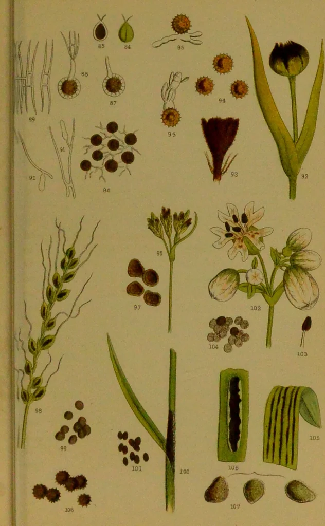 An illustration from Rust, smut, mildew & mould : An introduction to the study of microscopic fungi / by M. C. Cooke. Illustrated with 269 coloured figures, by J. E. Sowerby., 1886, leaf 103