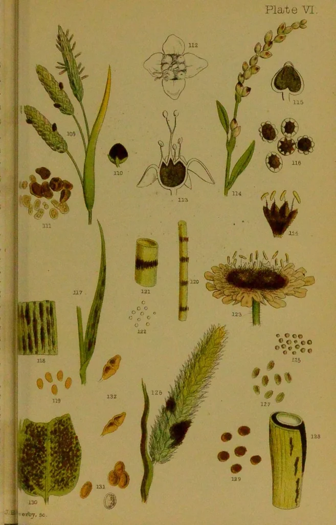 An illustration from Rust, smut, mildew & mould : An introduction to the study of microscopic fungi / by M. C. Cooke. Illustrated with 269 coloured figures, by J. E. Sowerby., 1886, leaf 121