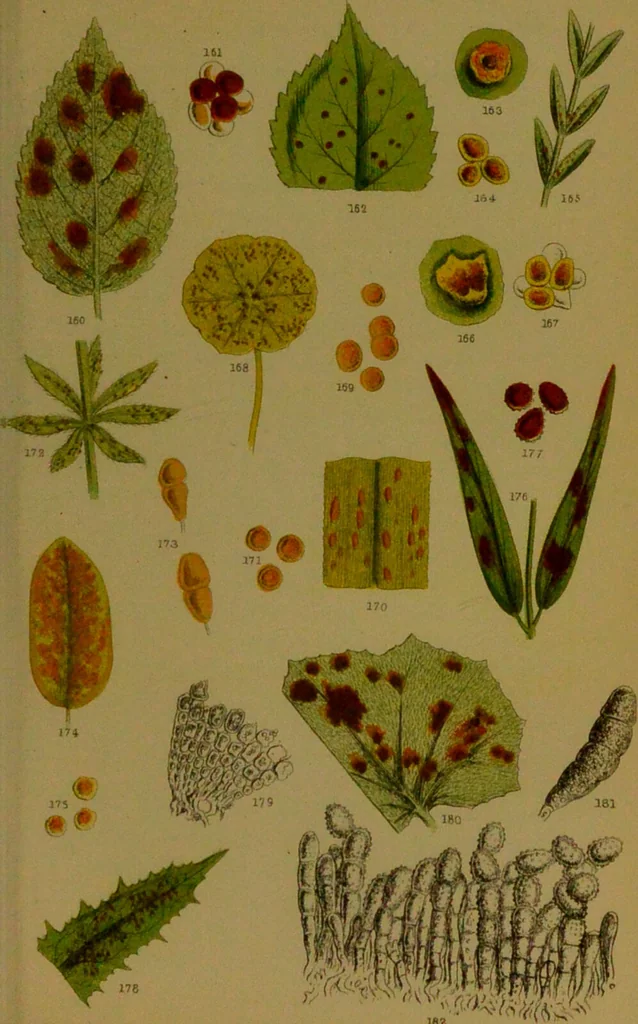 An illustration from Rust, smut, mildew & mould : An introduction to the study of microscopic fungi / by M. C. Cooke. Illustrated with 269 coloured figures, by J. E. Sowerby., 1886, leaf 131