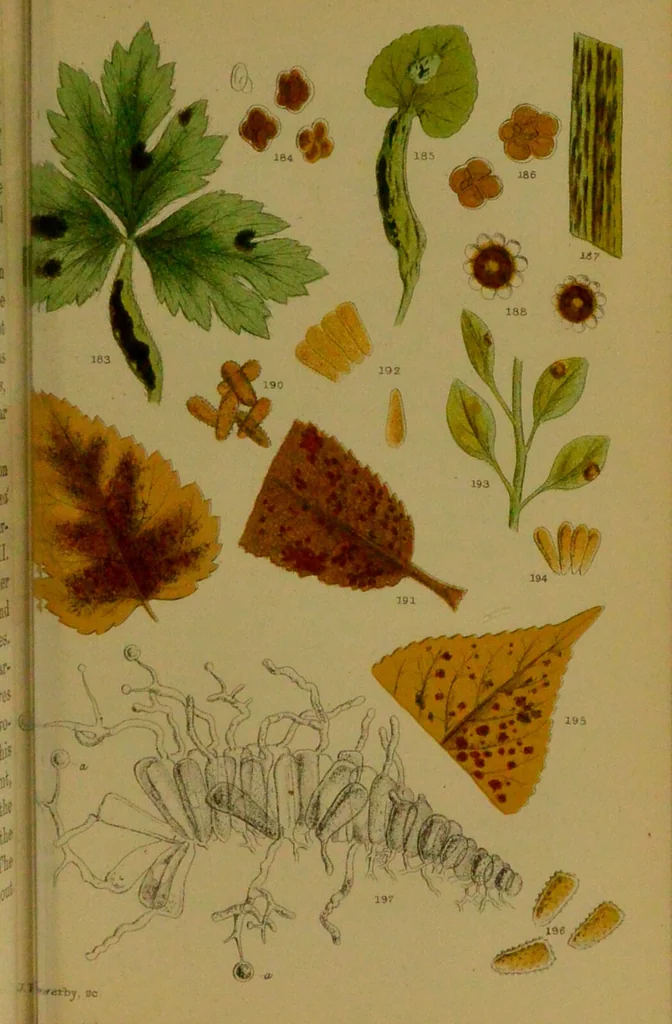 An illustration from Rust, smut, mildew & mould : An introduction to the study of microscopic fungi / by M. C. Cooke. Illustrated with 269 coloured figures, by J. E. Sowerby., 1886, leaf 141