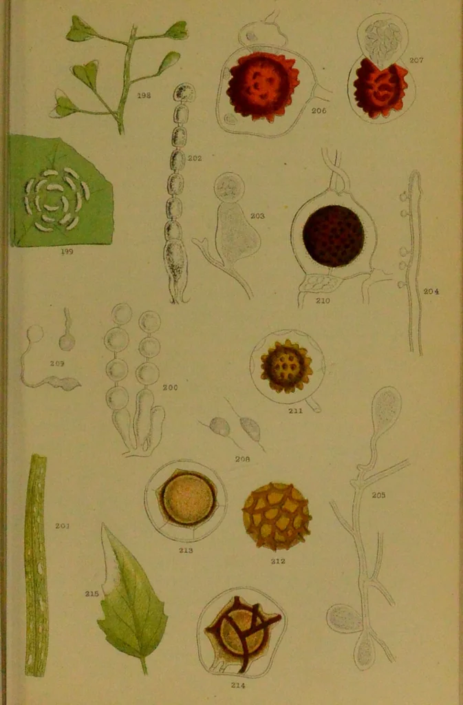 An illustration from Rust, smut, mildew & mould : An introduction to the study of microscopic fungi / by M. C. Cooke. Illustrated with 269 coloured figures, by J. E. Sowerby., 1886, leaf 151