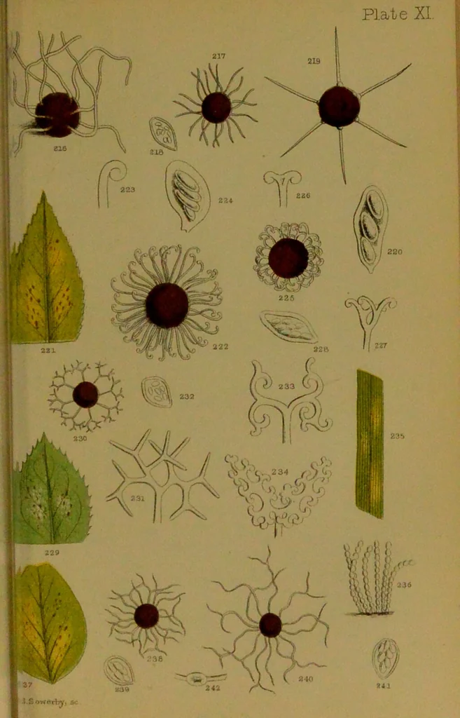 An illustration from Rust, smut, mildew & mould : An introduction to the study of microscopic fungi / by M. C. Cooke. Illustrated with 269 coloured figures, by J. E. Sowerby., 1886, leaf 161