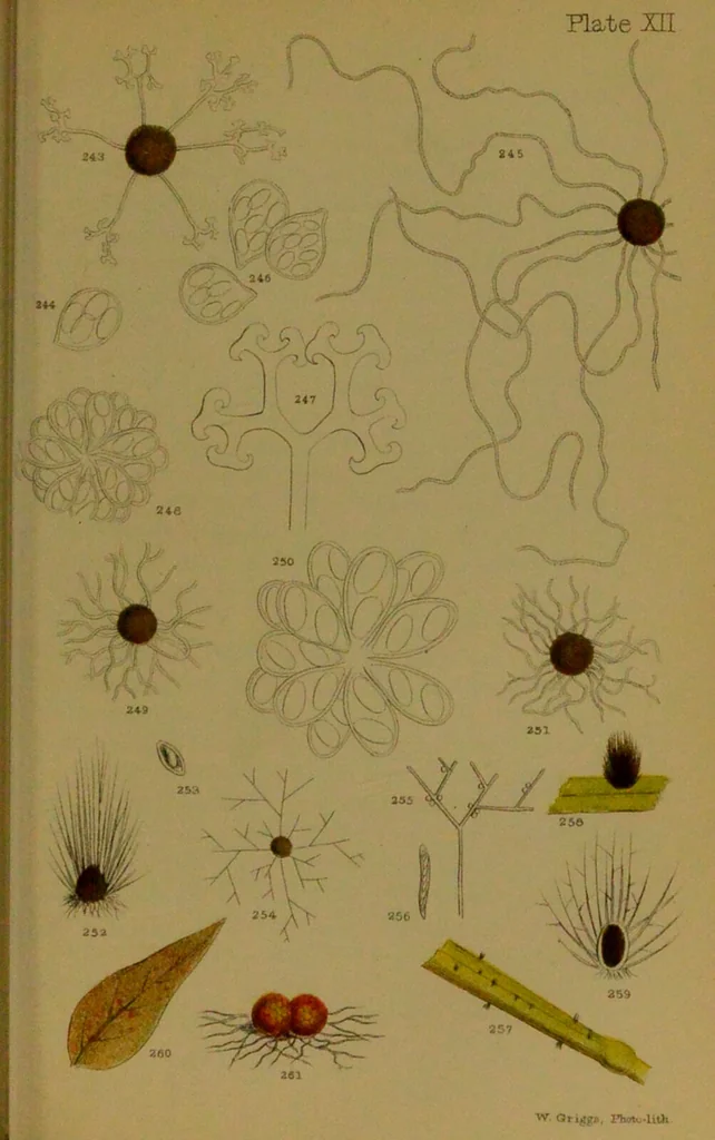 An illustration from Rust, smut, mildew & mould : An introduction to the study of microscopic fungi / by M. C. Cooke. Illustrated with 269 coloured figures, by J. E. Sowerby., 1886, leaf 171