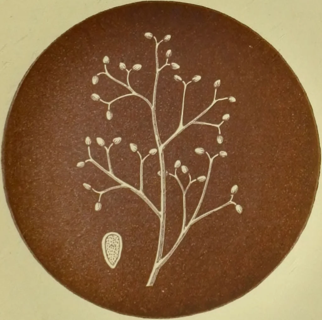 An illustration from Rust, smut, mildew & mould : An introduction to the study of microscopic fungi / by M. C. Cooke. Illustrated with 269 coloured figures, by J. E. Sowerby., 1886, leaf 175