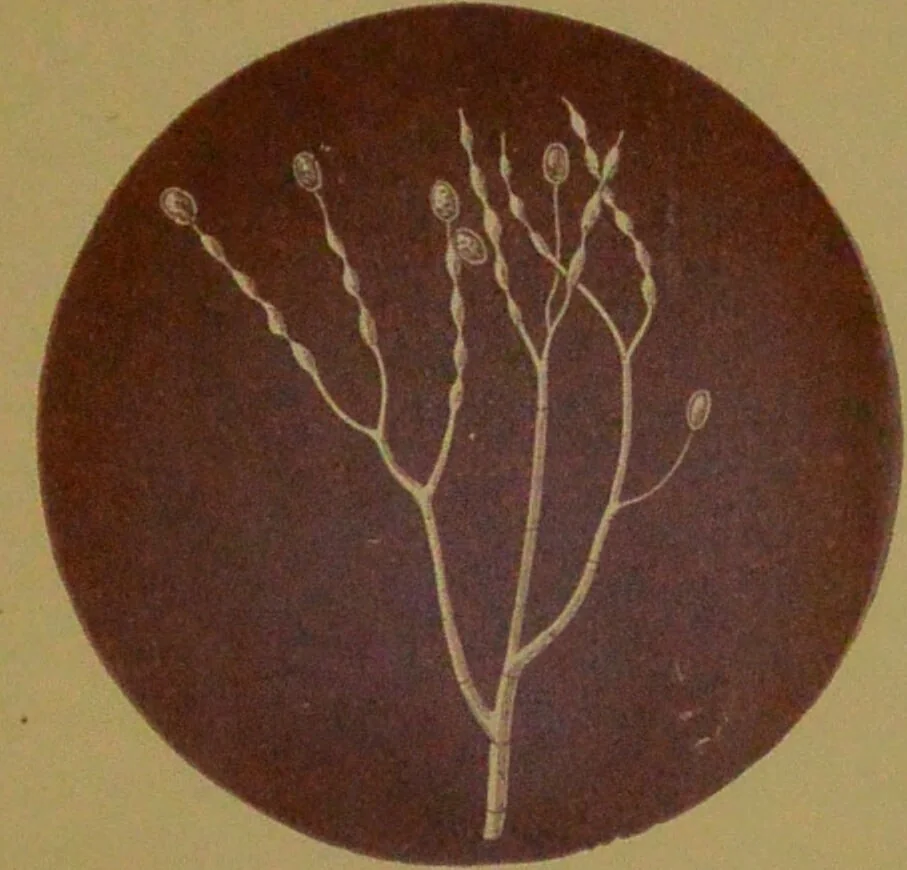An illustration from Rust, smut, mildew & mould : An introduction to the study of microscopic fungi / by M. C. Cooke. Illustrated with 269 coloured figures, by J. E. Sowerby., 1886, leaf 183