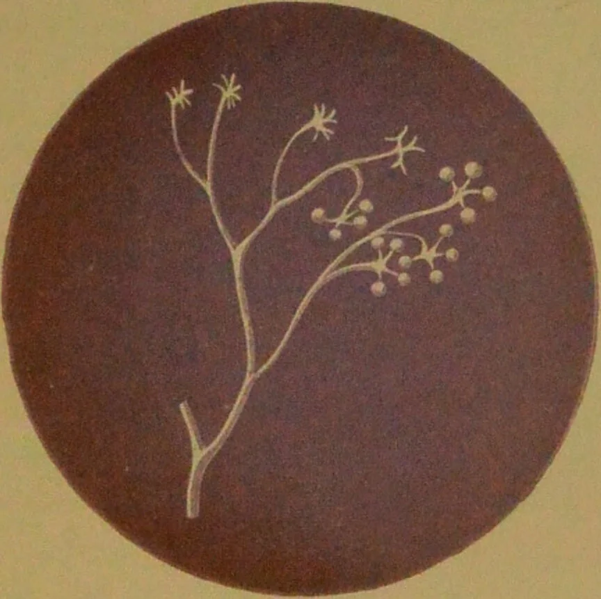 An illustration from Rust, smut, mildew & mould : An introduction to the study of microscopic fungi / by M. C. Cooke. Illustrated with 269 coloured figures, by J. E. Sowerby., 1886, leaf 183