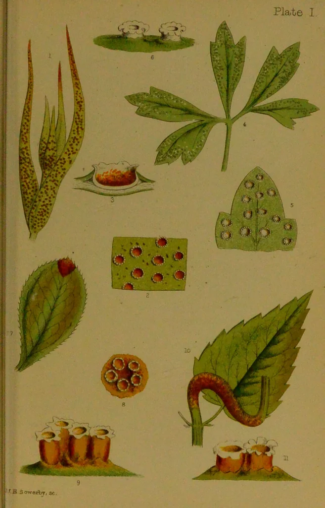 An illustration from Rust, smut, mildew & mould : An introduction to the study of microscopic fungi / by M. C. Cooke. Illustrated with 269 coloured figures, by J. E. Sowerby., 1886, leaf 19