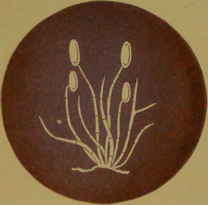 An illustration from Rust, smut, mildew & mould : An introduction to the study of microscopic fungi / by M. C. Cooke. Illustrated with 269 coloured figures, by J. E. Sowerby., 1886, leaf 203