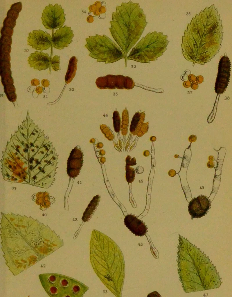 An illustration from Rust, smut, mildew & mould : An introduction to the study of microscopic fungi / by M. C. Cooke. Illustrated with 269 coloured figures, by J. E. Sowerby., 1886, leaf 67