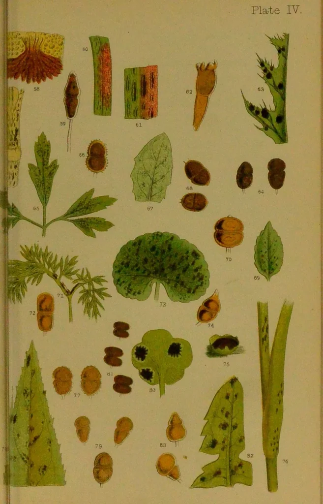 An illustration from Rust, smut, mildew & mould : An introduction to the study of microscopic fungi / by M. C. Cooke. Illustrated with 269 coloured figures, by J. E. Sowerby., 1886, leaf 77