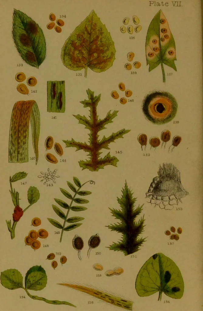An illustration from Rust, smut, mildew & mould : An introduction to the study of microscopic fungi / by M. C. Cooke. Illustrated with 269 coloured figures, by J. E. Sowerby., 1886, leaf 8