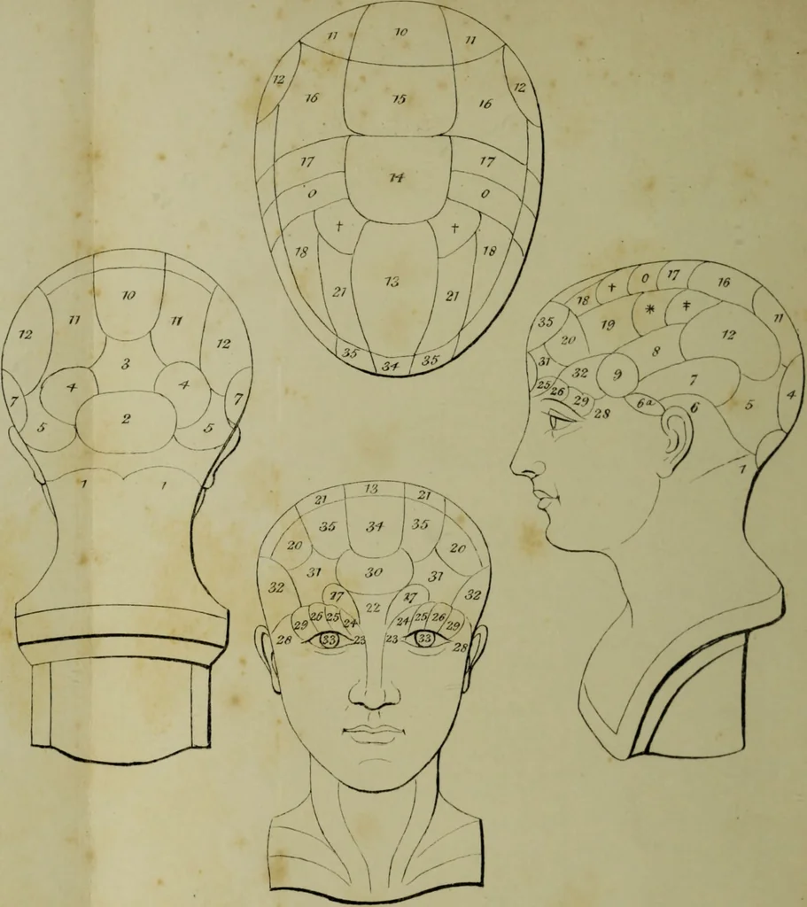 An illustration from Phrenology, psychology, and pneumatology, or, The importance of training the whole being / by an introviser., 1853, leaf 14