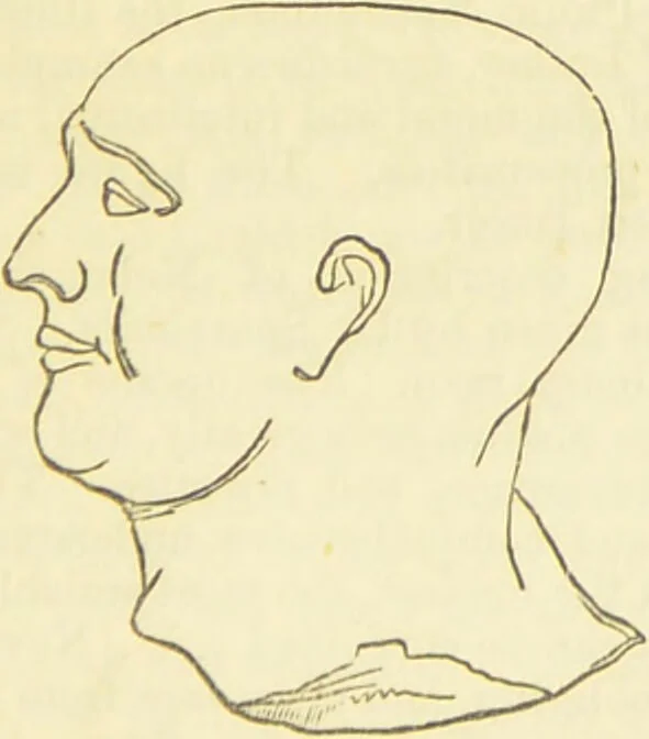 An illustration from The constitution of man considered in relation to external objects / [George Combe]., 1879, leaf 153