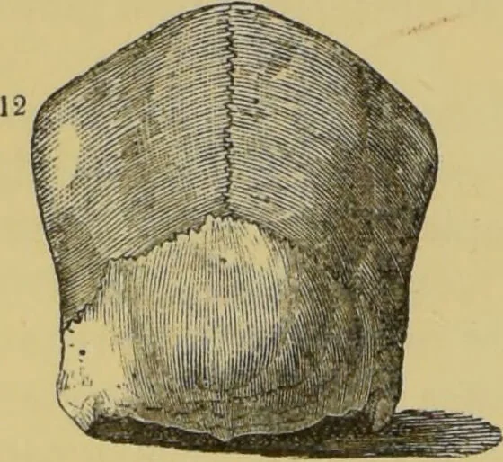 An illustration from Elements of phrenology / by George Combe., 1862, leaf 104