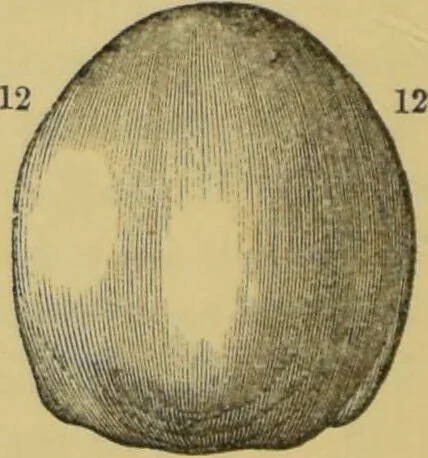 An illustration from Elements of phrenology / by George Combe., 1862, leaf 104