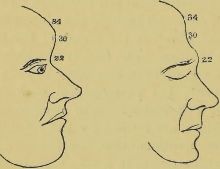An illustration from Elements of phrenology / by George Combe., 1862, leaf 140