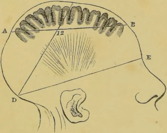 An illustration from Elements of phrenology / by George Combe., 1862, leaf 54