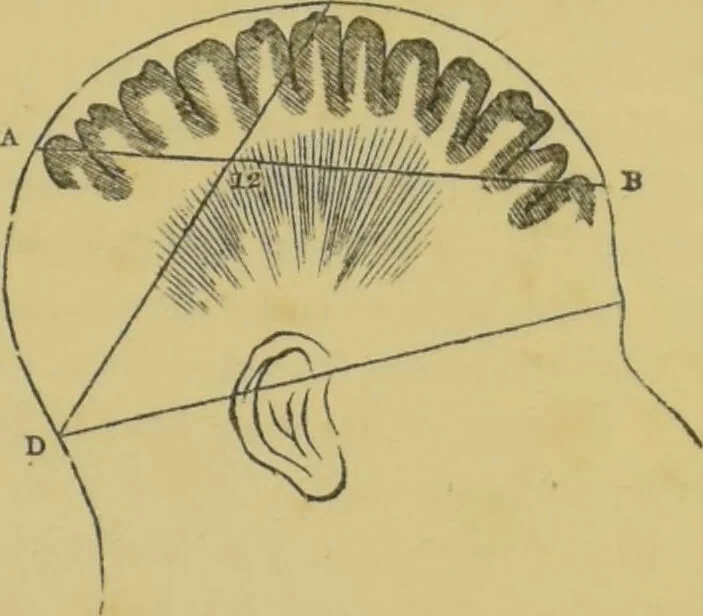 An illustration from Elements of phrenology / by George Combe., 1862, leaf 55