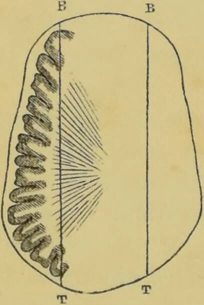 An illustration from Elements of phrenology / by George Combe., 1862, leaf 56