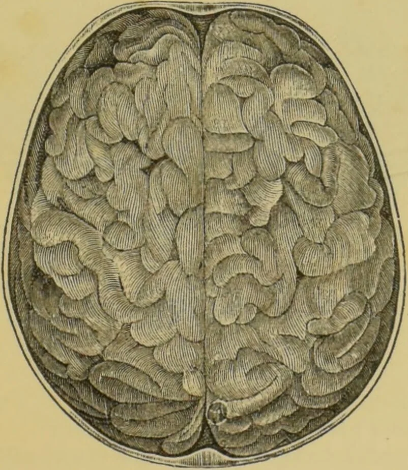 An illustration from Elements of phrenology / by George Combe., 1862, leaf 57