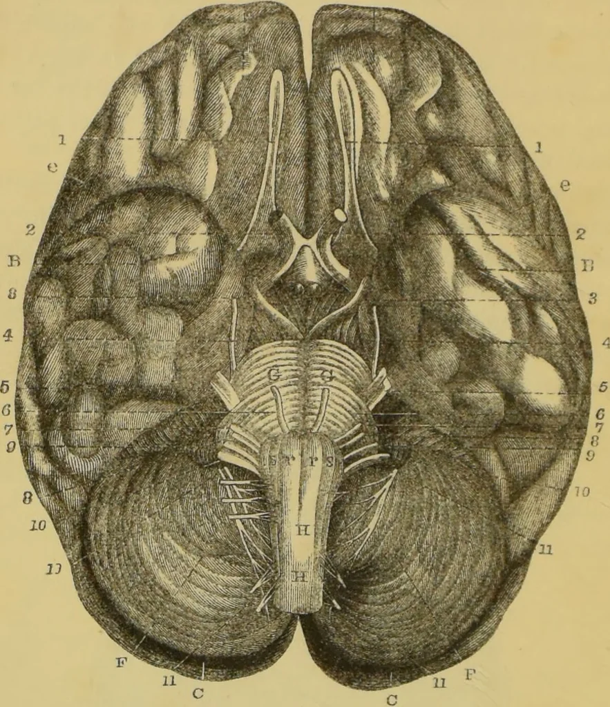 An illustration from Elements of phrenology / by George Combe., 1862, leaf 58