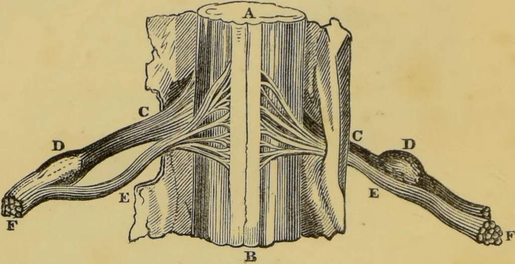 An illustration from Elements of phrenology / by George Combe., 1862, leaf 66