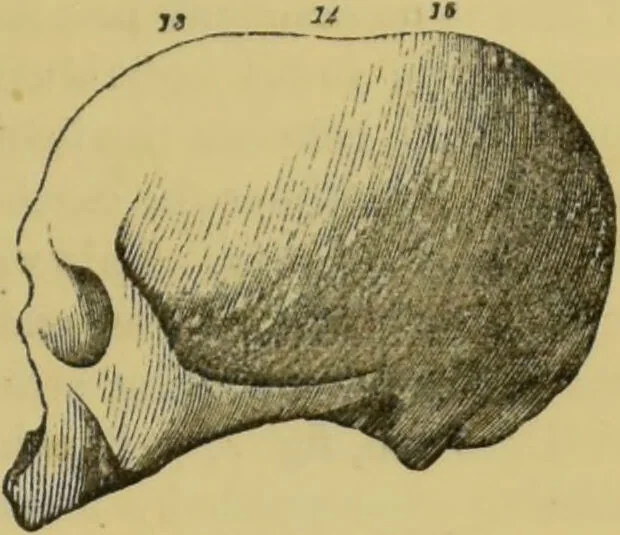 An illustration from Elements of phrenology / by George Combe., 1862, leaf 77