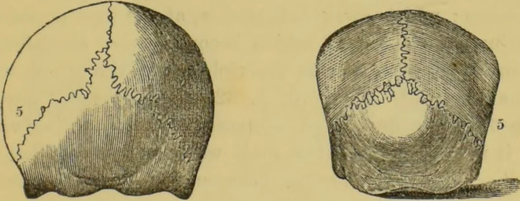 An illustration from Elements of phrenology / by George Combe., 1862, leaf 85