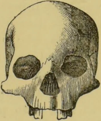 An illustration from Elements of phrenology / by George Combe., 1862, leaf 87