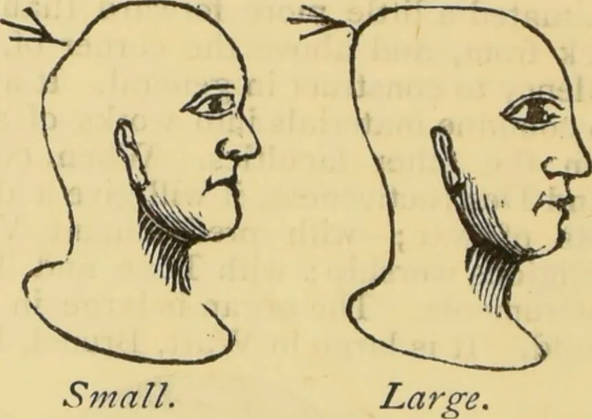 An illustration from The people's handbook of phrenology : comprising a short account of its history and principles with plain directions for readily attaining a knowledge of the science., 1890, leaf 30
