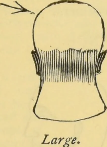 An illustration from The people's handbook of phrenology : comprising a short account of its history and principles with plain directions for readily attaining a knowledge of the science., 1890, leaf 33