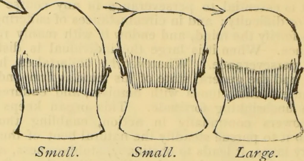 An illustration from The people's handbook of phrenology : comprising a short account of its history and principles with plain directions for readily attaining a knowledge of the science., 1890, leaf 38