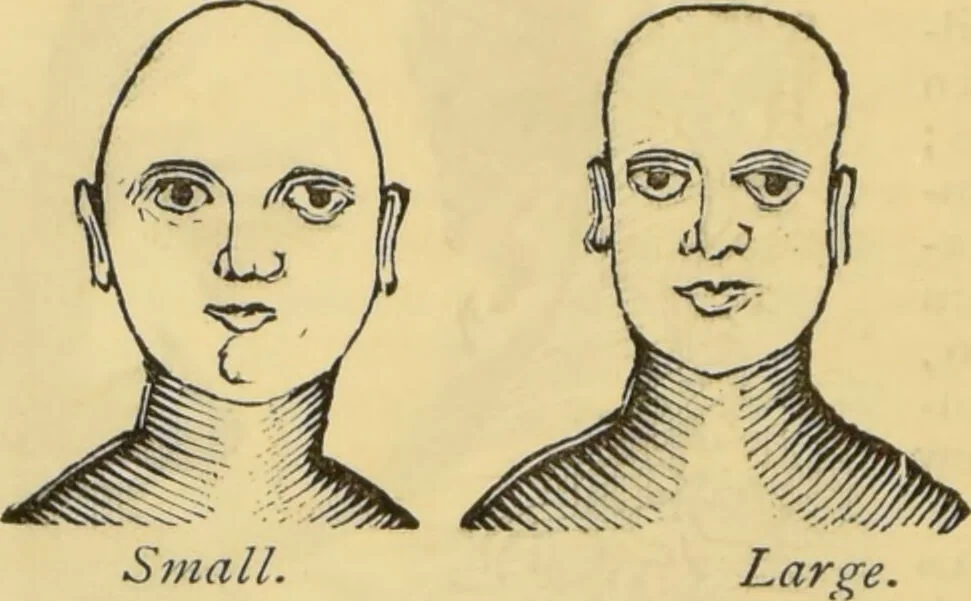 An illustration from The people's handbook of phrenology : comprising a short account of its history and principles with plain directions for readily attaining a knowledge of the science., 1890, leaf 42