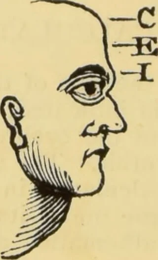 An illustration from The people's handbook of phrenology : comprising a short account of its history and principles with plain directions for readily attaining a knowledge of the science., 1890, leaf 48