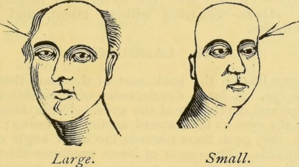 An illustration from The people's handbook of phrenology : comprising a short account of its history and principles with plain directions for readily attaining a knowledge of the science., 1890, leaf 49