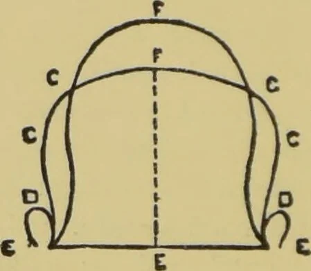 An illustration from How to read heads, or, Practical physiognomy made easy : the science and art of reading character briefly outlined, illustrated, and explained / by James Coates., 1890, leaf 48