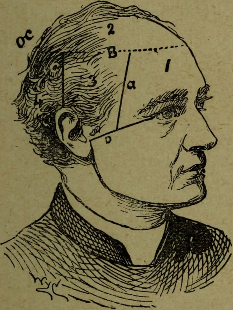 An illustration from How to read heads, or, Practical lessons on the application of phrenology to the reading of character / by James Coates., 1891, leaf 33